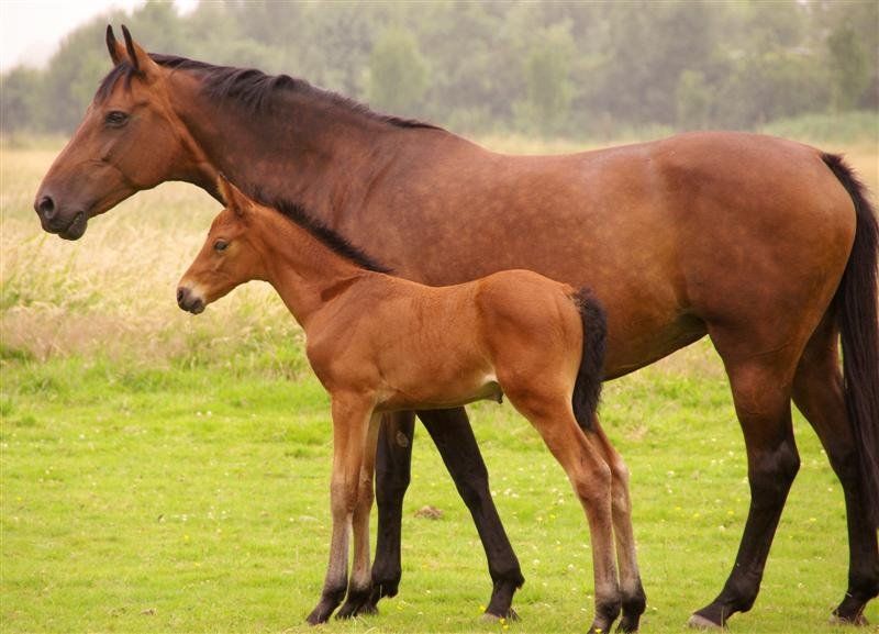 Seguros RC para caballos en Aranjuez