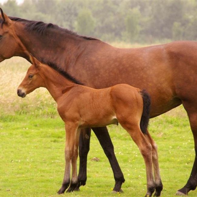 Seguros RC para caballos en Aranjuez